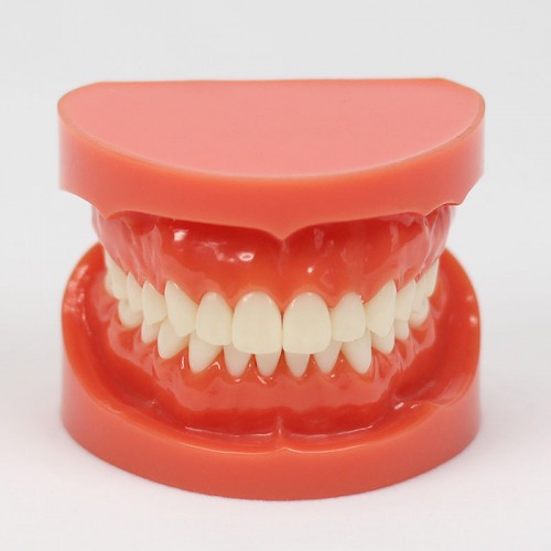 New Dental Teach Study Adult Standard Typodont Demonstration Model 1:1