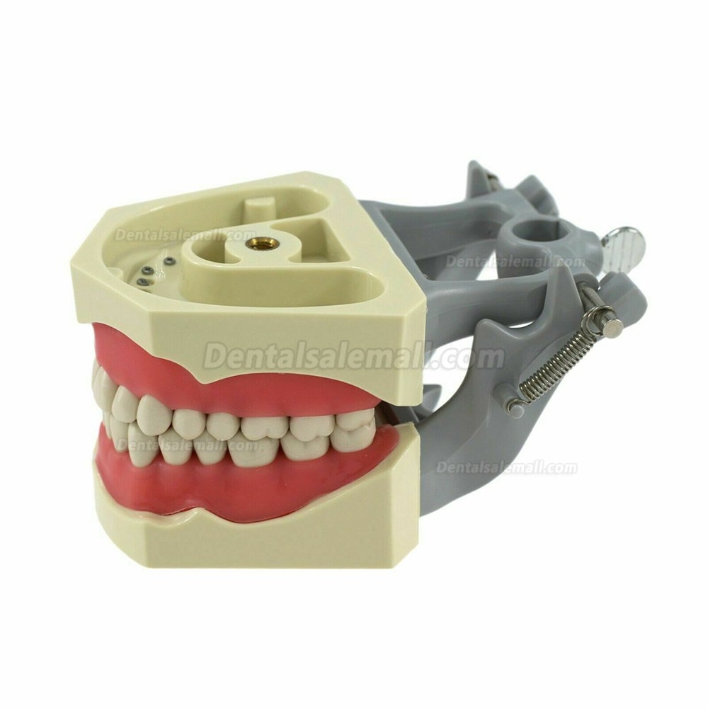 Dental Typodont Model With Pole Mount Practice 32 Pcs Teeth Compatible with Columbia 860