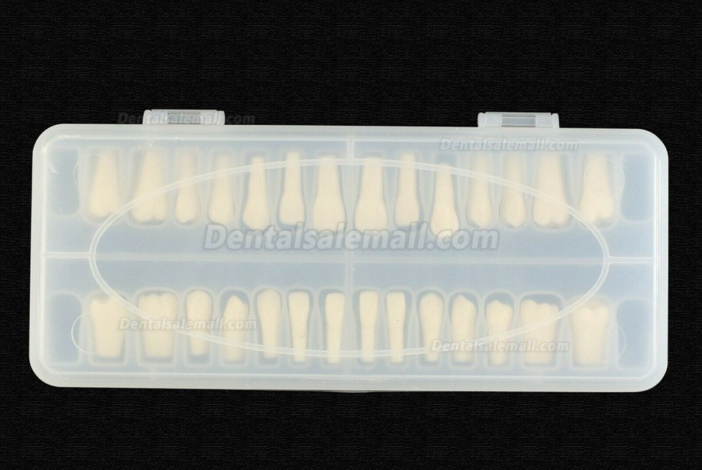 Dental Typodont Teeth Replacement with Screw Fit 28 Pcs Teeth Frasaco ANA-4 Typodont