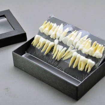 28 Pcs Dental Model Teeth Model 1:1 Full Permanent Teeth 7008