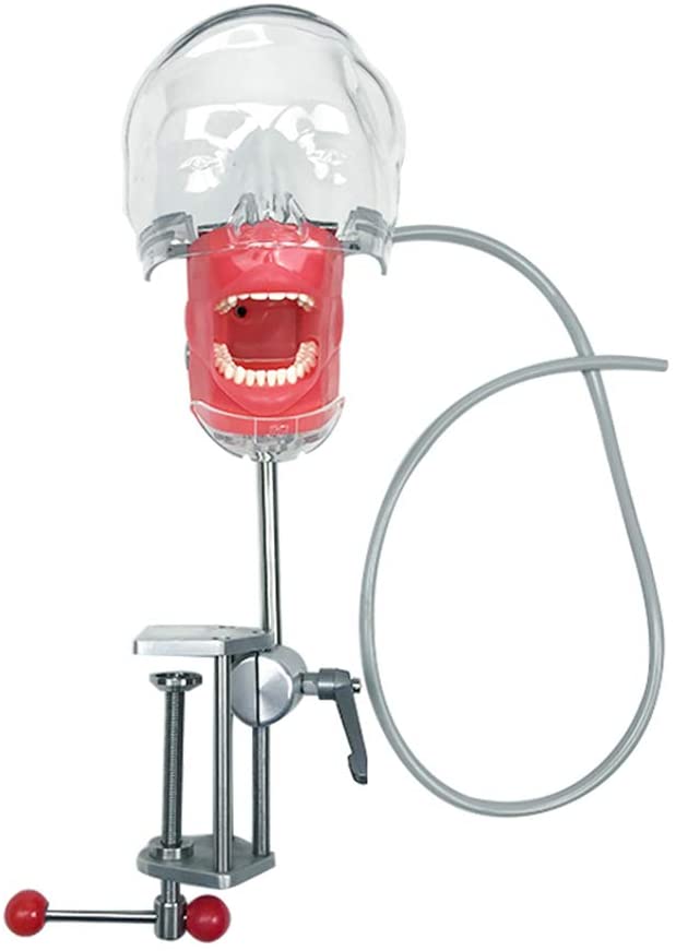 ABGRC Dental Simulator Mannequin Head With Typodont Teeth Model Dexter