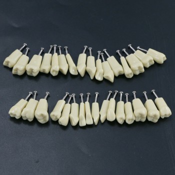 Dental Typodont Restorative Standard Simulation Model with 32PCS Removable Teeth Compatible Frasaco AG3
