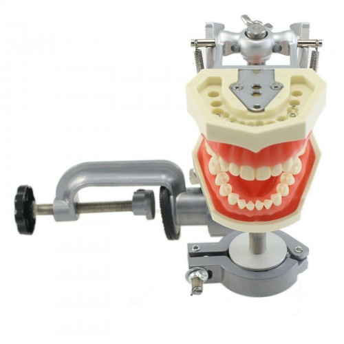 Dental Typodont With Mounting Pole with 28PcsTeeth Model Compatible with the Kilgore Nissin 200