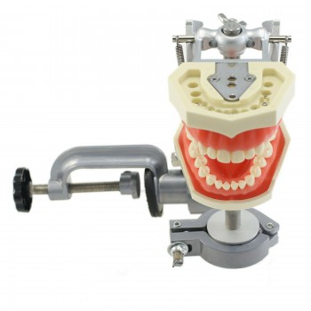 Dental Typodont With Mounting Pole with 28PcsTeeth Model Compatible with the Kil...