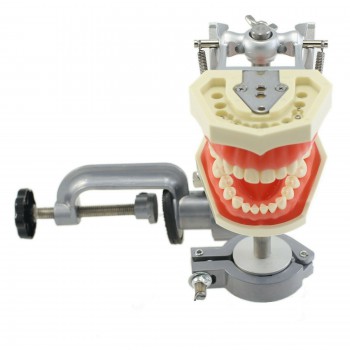 Dental Typodont Model With 28 Removable Teeth - M8011 Fits Kilgore Nissin 200