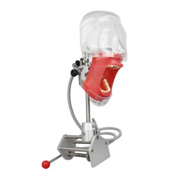 Dental Manual Manikin Simulator Phantom Head Model for Dentist Training Practice...