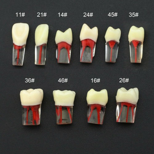 Dental RCT Endo Practise Typodont Teeth Naturally Rooted Compatible with Kilgore Nissin