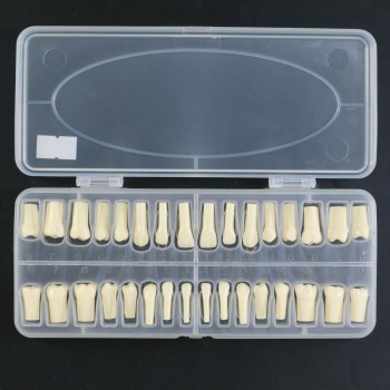 Dental Replacement Typodont Teeth 32 pcs with Screws Compatible with Kilgore Nis...