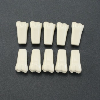 10Pcs/lot Dental Typodont Teeth Replacement Teeth Compatible with Columbia 860