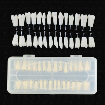 Dental Typodont Teeth Replacement with Screw Fit 28 Pcs Teeth Frasaco ANA-4 Typo...