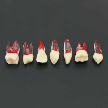 10Pcs Dental Endodontic Root Canal RCT Practice Endo Teeth Model Pulp Study