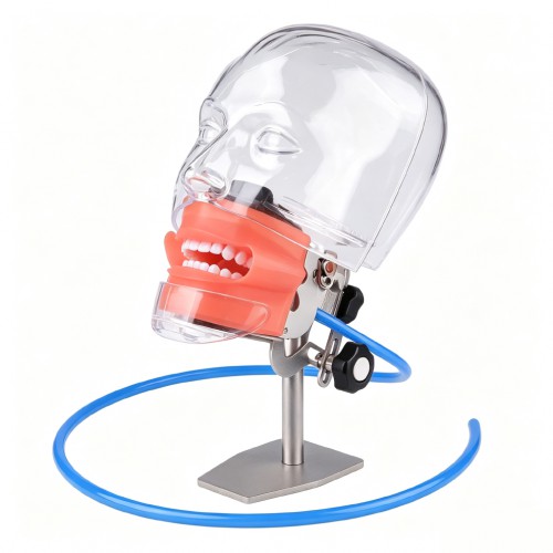 Dental Phantom Head Manikin Model with 28Pcs/32Pcs Teeth Typodont and FE Articulator Fit Nissin Kilgore Dental Phantom Head Manikin Model with 28Pcs/32Pcs Teeth Typodont and FE Articulator Fit Nissin Kilgore