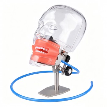 Dental Phantom Head Manikin Model with 28Pcs/32Pcs Teeth Typodont and FE Articulator Fit Nissin Kilgore