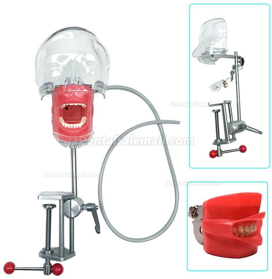 Greeloy Portable Dental Unit GU-P206 + Curing Light + Dental Handpiece Kit + Dental Manikin Phantom Head
