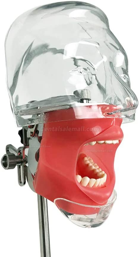 US STOCK!Bench Mount Dental Simulator Manikin Phantom Head Typodont Compatible Nissin Kilgores