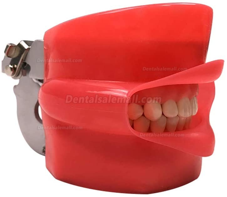 Head Model Dental Simulator Manikin Phantom Bench Mount Dental Models for Dentist Teaching 360-Degree Adjustment