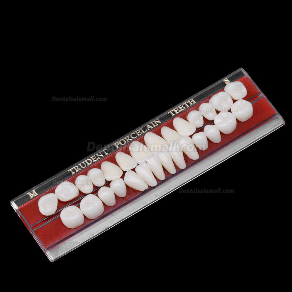 US Stock! 2Pcs Dental Porcelain Denture Material Alloy-Pin Teeth Colors Shade Guide 24#