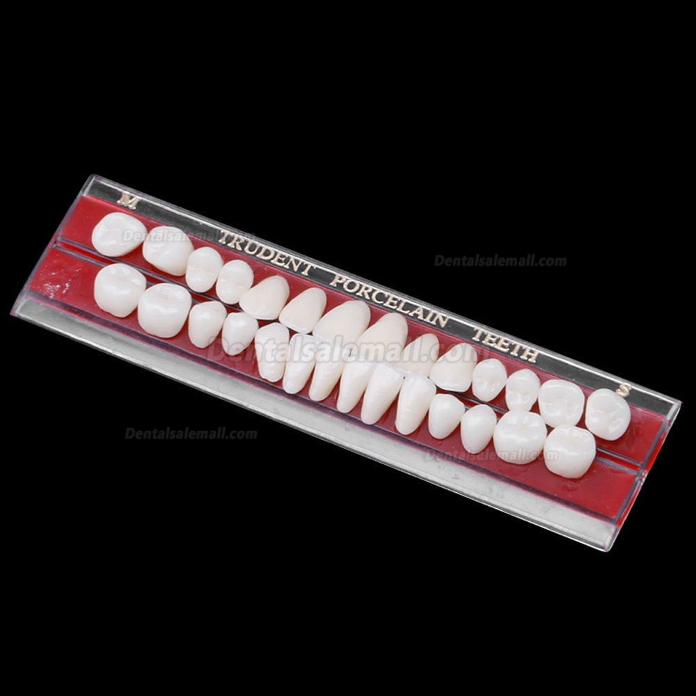 US Stock! 2Pcs Dental Porcelain Denture Material Alloy-Pin Teeth Colors Shade Guide 24#