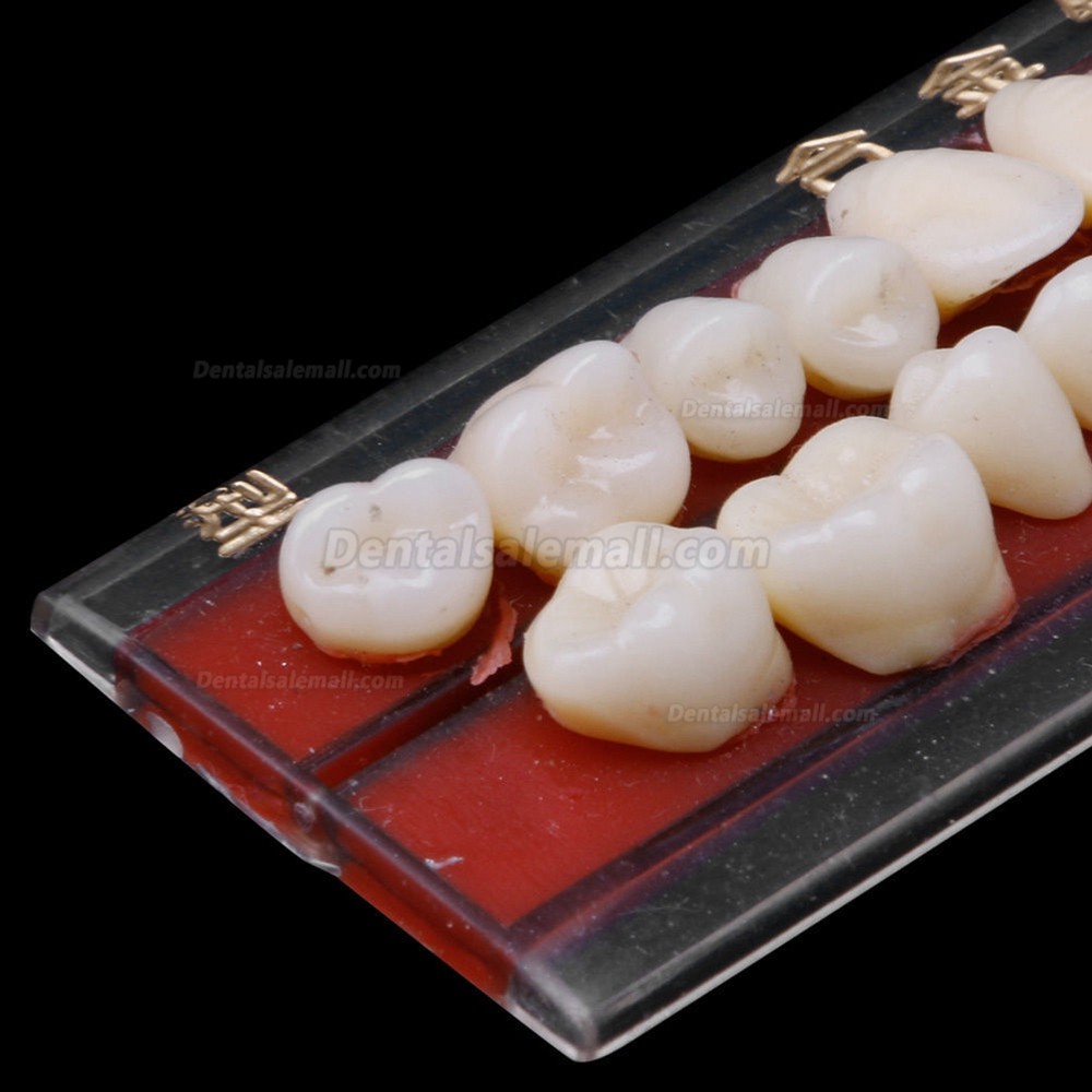 US Stock! 2Pcs Dental Porcelain Denture Material Alloy-Pin Teeth Colors Shade Guide 24#