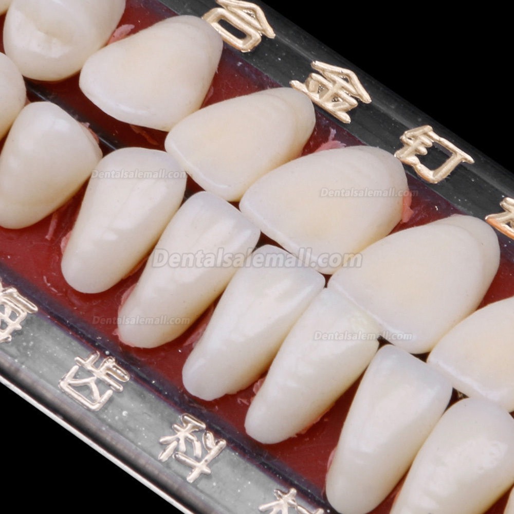 US Stock! 2Pcs Dental Porcelain Denture Material Alloy-Pin Teeth Colors Shade Guide 24#