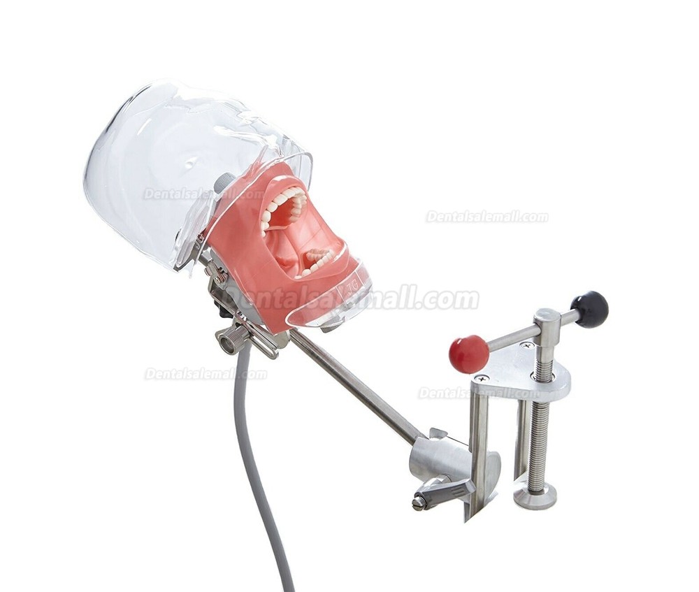 Dental Manual Manikin Simulator Phantom Head Model for Dentist Training Practice Compatible with Nissin Kilgore