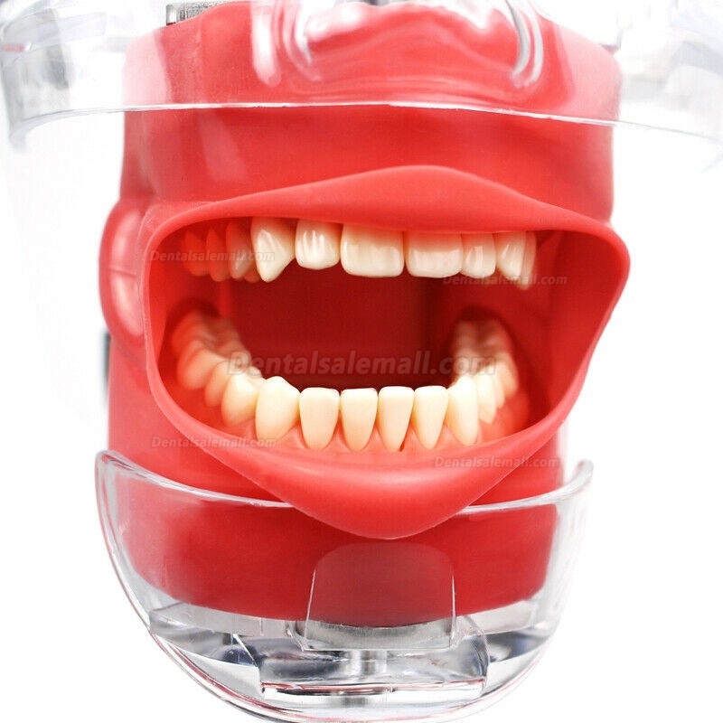 Dental Manual Manikin Simulator Phantom Head Model for Dentist Training Practice Compatible with Nissin Kilgore
