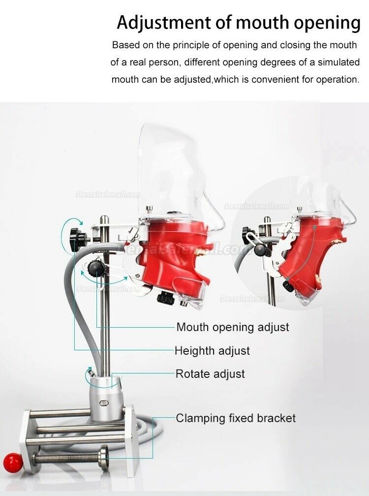 Dental Manual Manikin Simulator Phantom Head Model for Dentist Training Practice Compatible with Nissin Kilgore