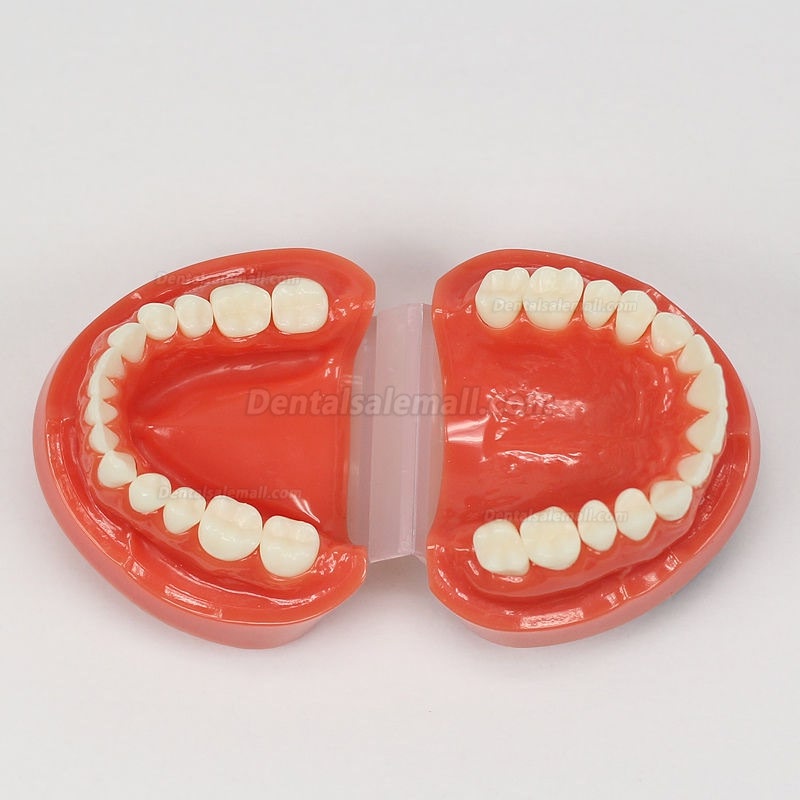 New Dental Teach Study Adult Standard Typodont Demonstration Model 1:1