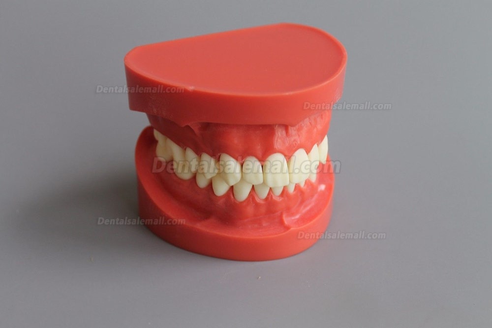 New Dental Teach Study Adult Standard Typodont Demonstration Model 1:1