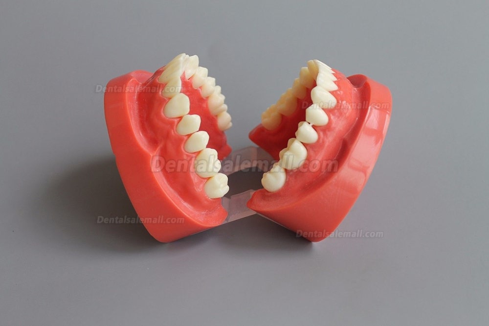 New Dental Teach Study Adult Standard Typodont Demonstration Model 1:1