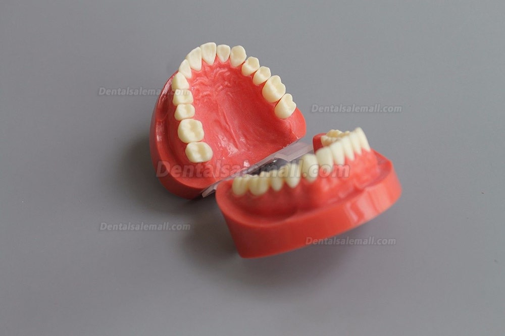 New Dental Teach Study Adult Standard Typodont Demonstration Model 1:1