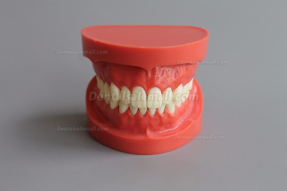 New Dental Teach Study Adult Standard Typodont Demonstration Model 1:1