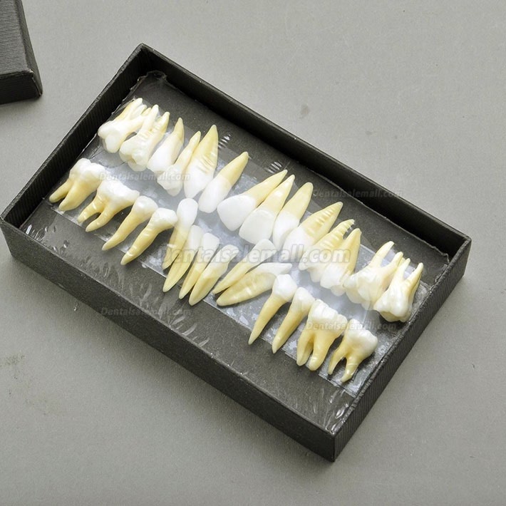 28 Pcs Dental Model Teeth Model 1:1 Full Permanent Teeth 7008