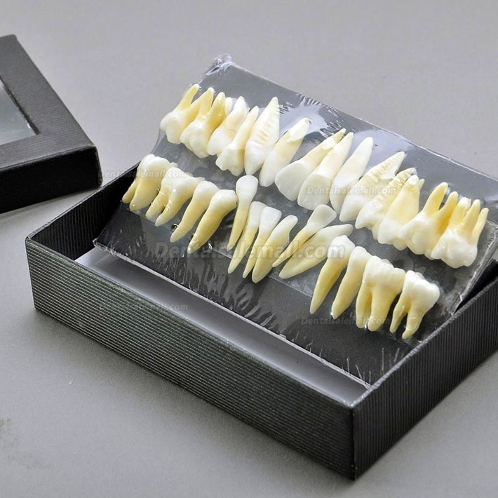 28 Pcs Dental Model Teeth Model 1:1 Full Permanent Teeth 7008