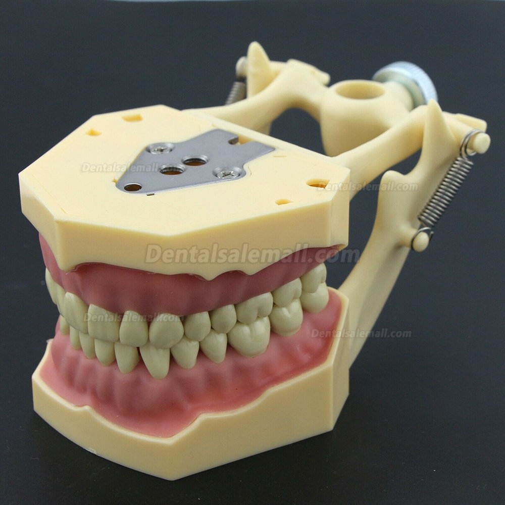 Dental Restorative Operative simulation Typodont Model M8014-2 Dental Restorative Operative simulation Typodont Model M8014-2