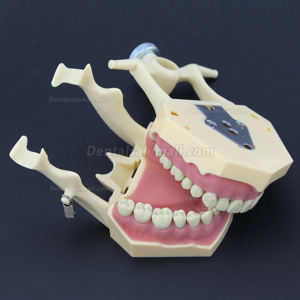 Dental Restorative Operative simulation Typodont Model M8014-2 Dental Restorative Operative simulation Typodont Model M8014-2