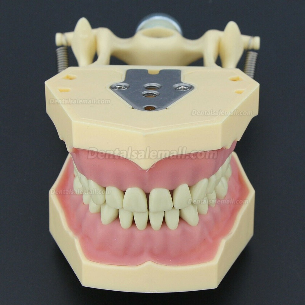 Dental Restorative Operative simulation Typodont Model M8014-2 Dental Restorative Operative simulation Typodont Model M8014-2