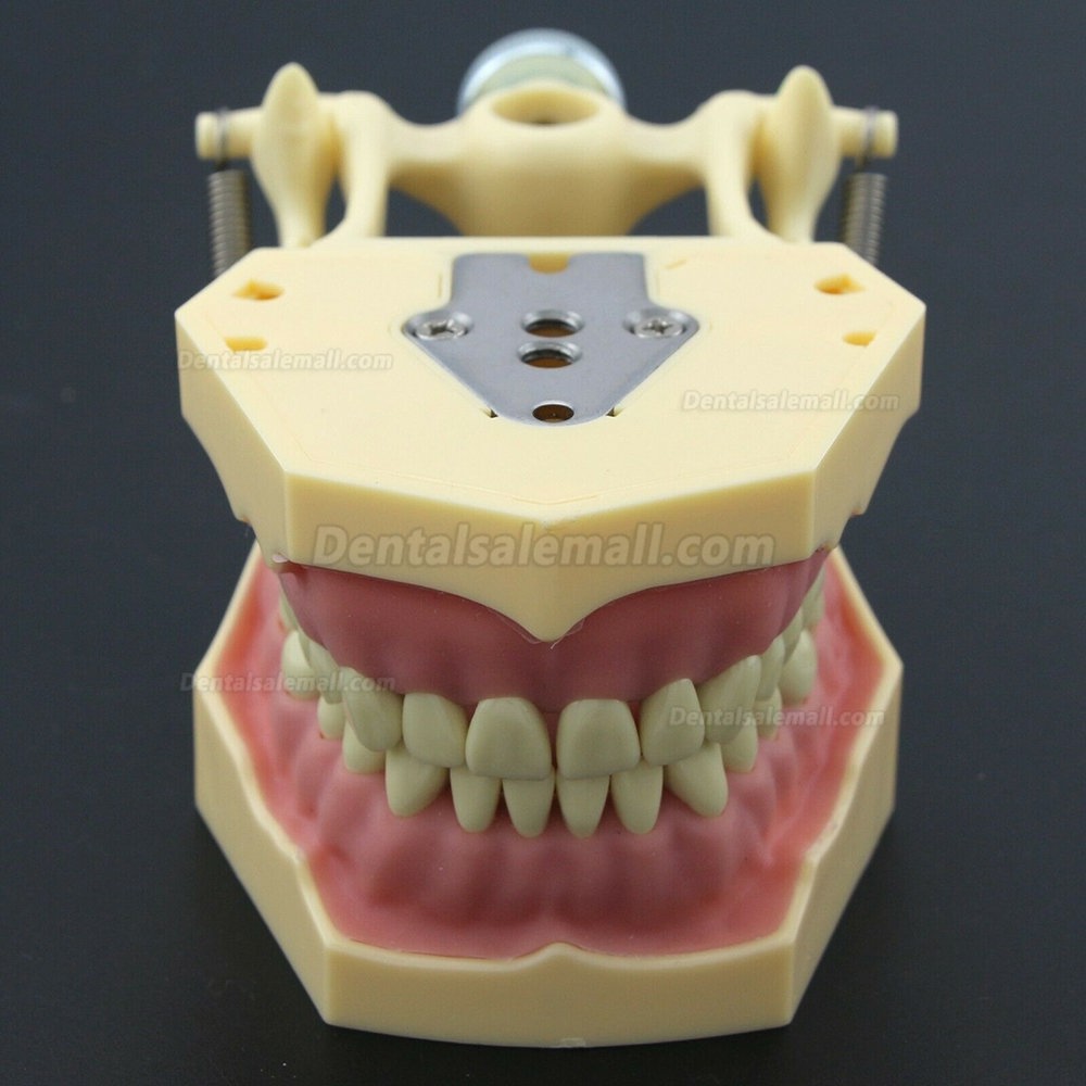 Dental Restorative Operative simulation Typodont Model M8014-2 Dental Restorative Operative simulation Typodont Model M8014-2