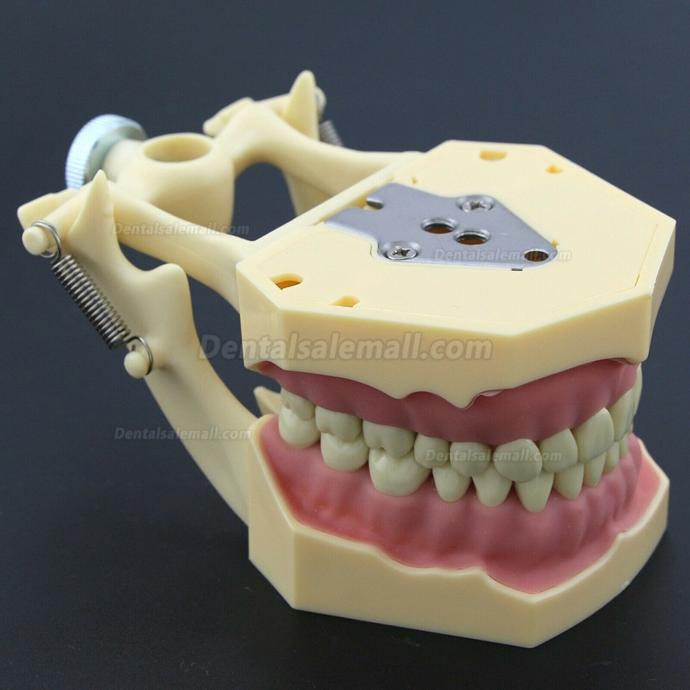 Dental Restorative Operative simulation Typodont Model M8014-2 Dental Restorative Operative simulation Typodont Model M8014-2