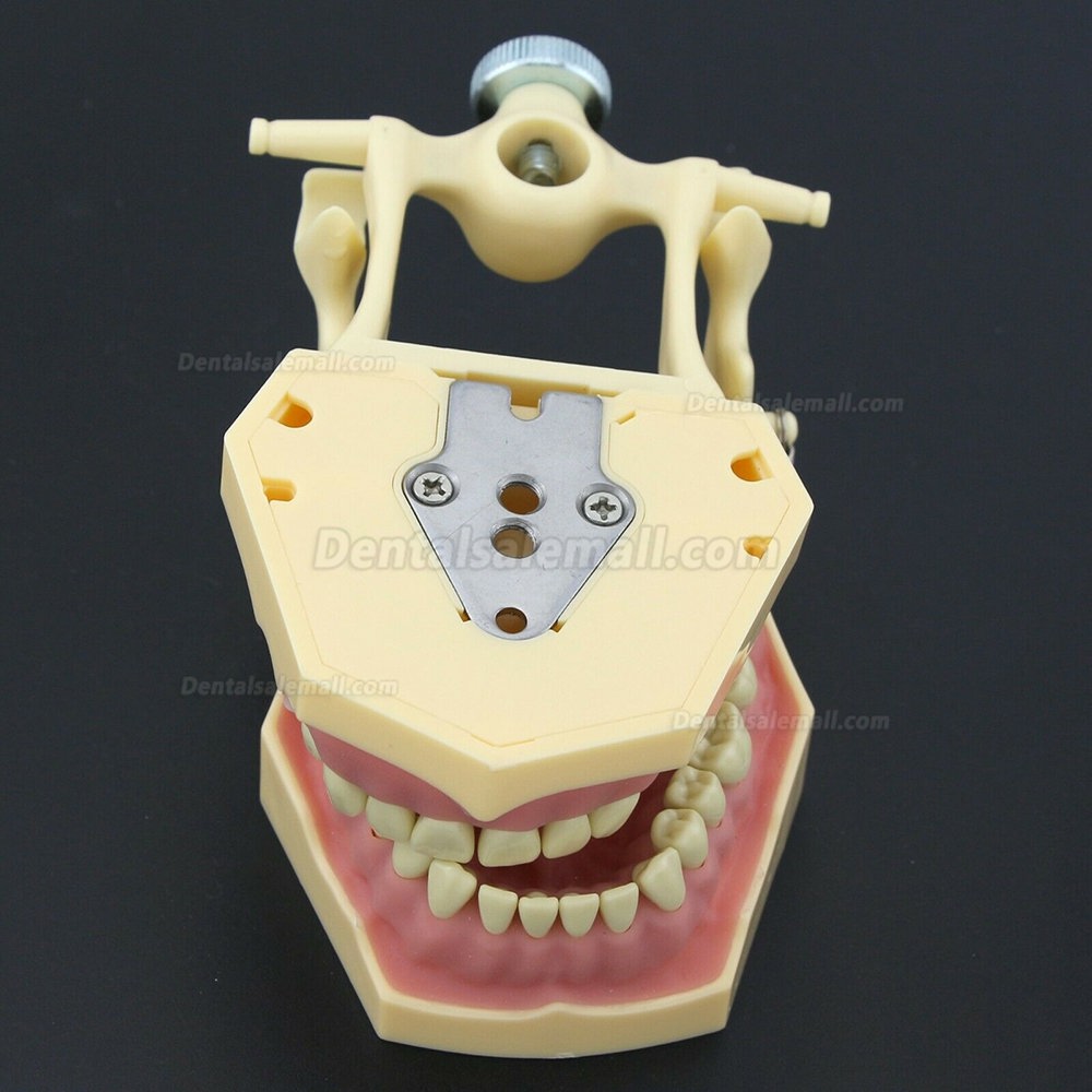 Dental Restorative Operative simulation Typodont Model M8014-2 Dental Restorative Operative simulation Typodont Model M8014-2