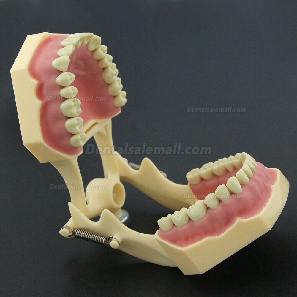 Dental Restorative Operative simulation Typodont Model M8014-2 Dental Restorative Operative simulation Typodont Model M8014-2
