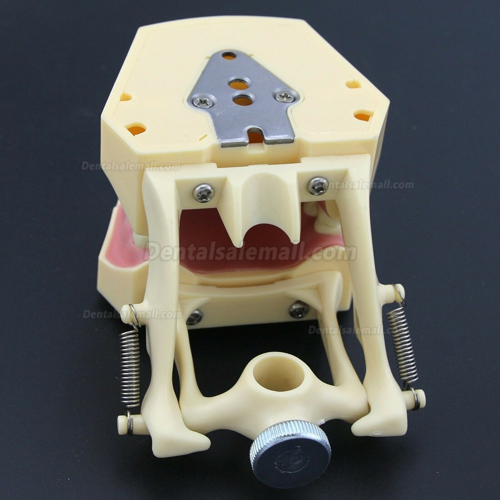 Dental Restorative Operative simulation Typodont Model M8014-2 Dental Restorative Operative simulation Typodont Model M8014-2