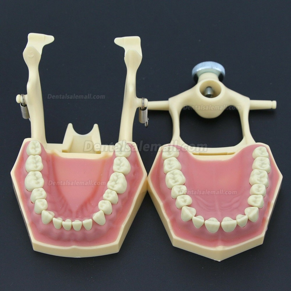 Dental Restorative Operative simulation Typodont Model M8014-2 Dental Restorative Operative simulation Typodont Model M8014-2