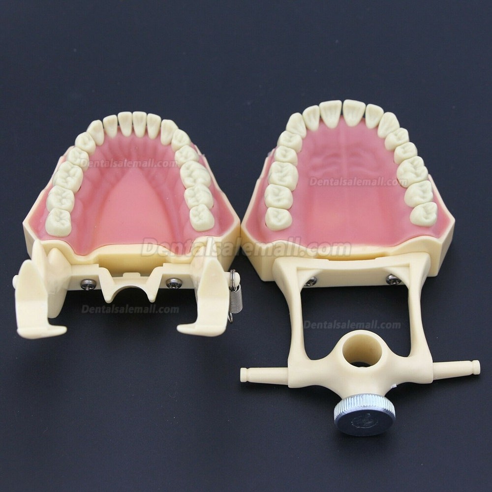Dental Restorative Operative simulation Typodont Model M8014-2 Dental Restorative Operative simulation Typodont Model M8014-2