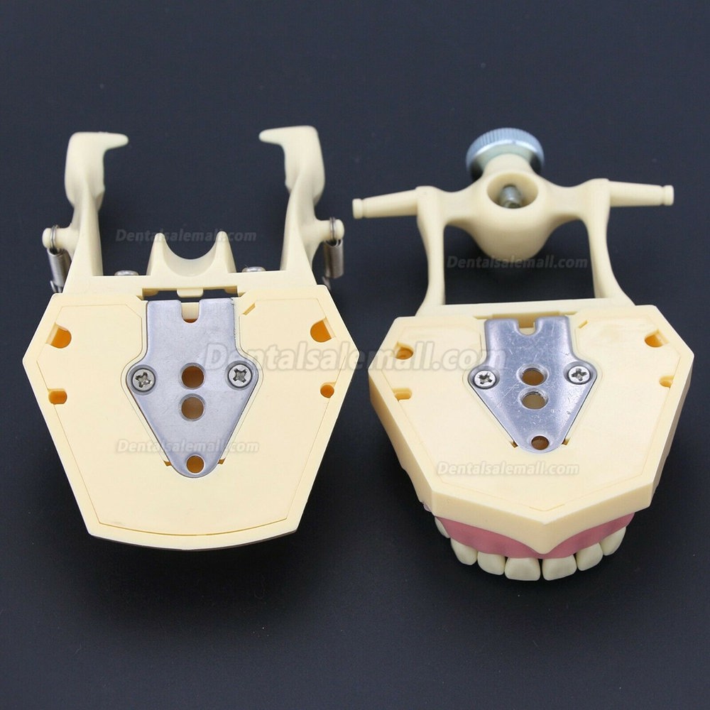 Dental Restorative Operative simulation Typodont Model M8014-2 Dental Restorative Operative simulation Typodont Model M8014-2