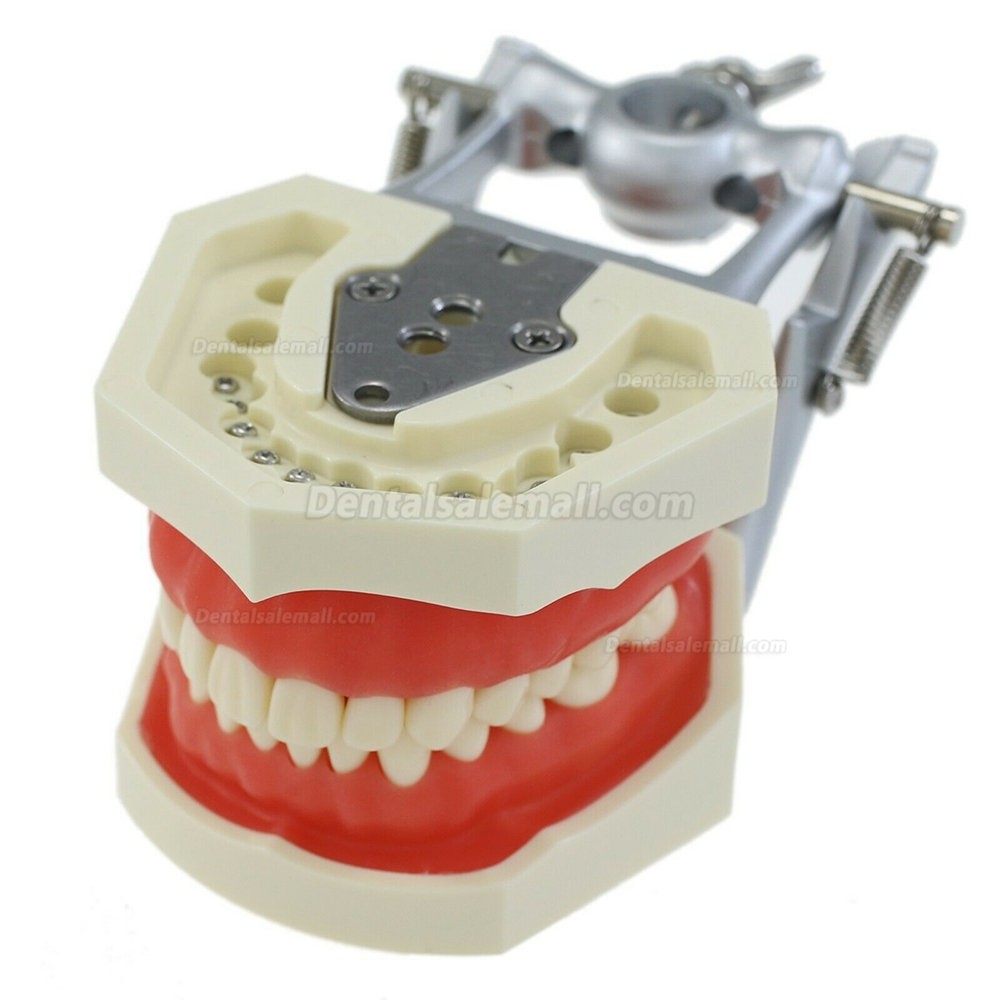 Dental Typodont With Mounting Pole with 28PcsTeeth Model Compatible with the Kilgore Nissin 200