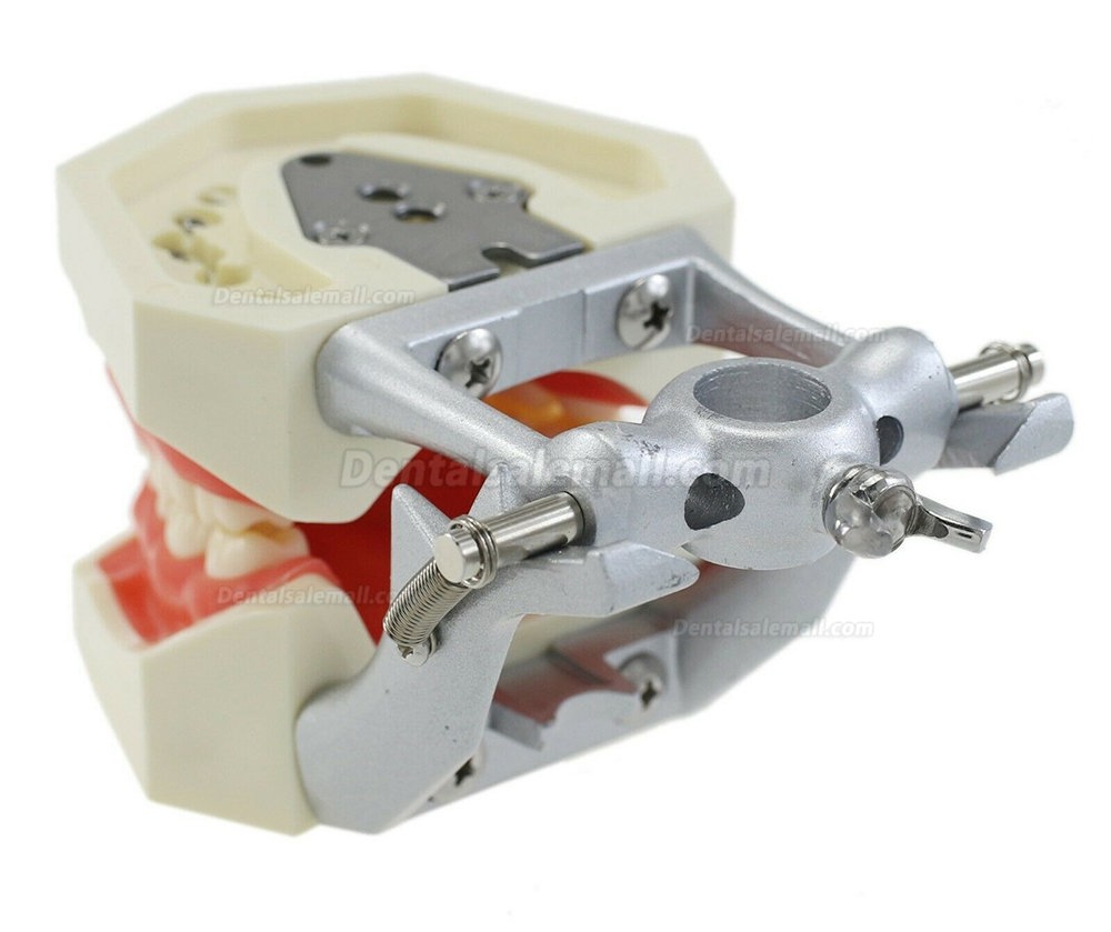 Dental Typodont With Mounting Pole with 28PcsTeeth Model Compatible with the Kilgore Nissin 200