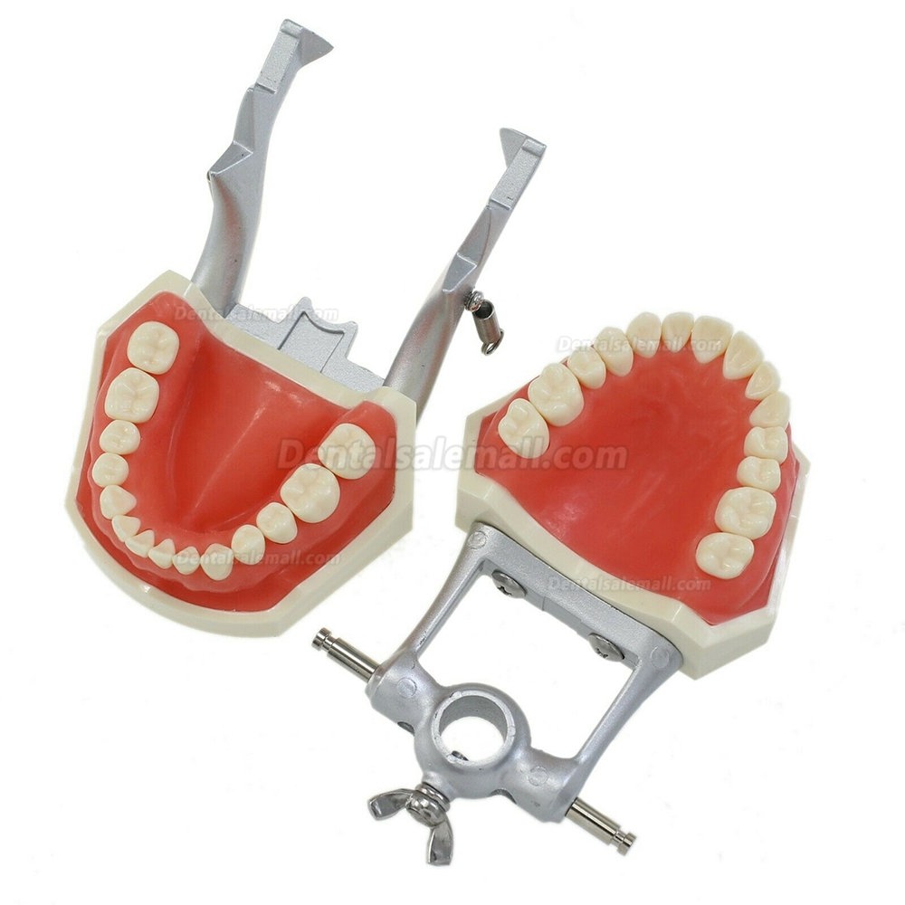 Dental Typodont With Mounting Pole with 28PcsTeeth Model Compatible with the Kilgore Nissin 200