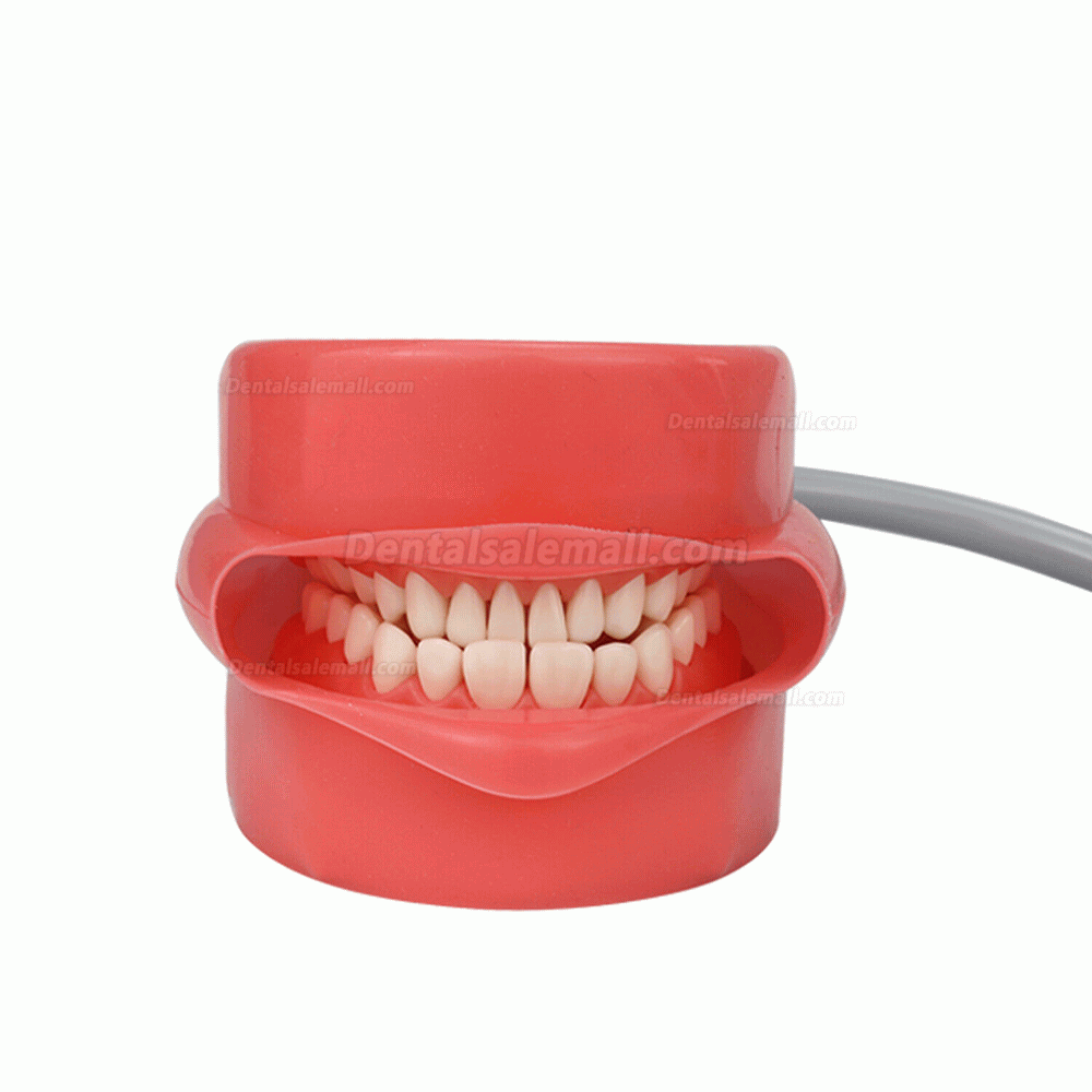 Dental Manual Manikin Simulator Phantom Head Model for Dental Chair Headrest Compatible with Nissin Kilgore