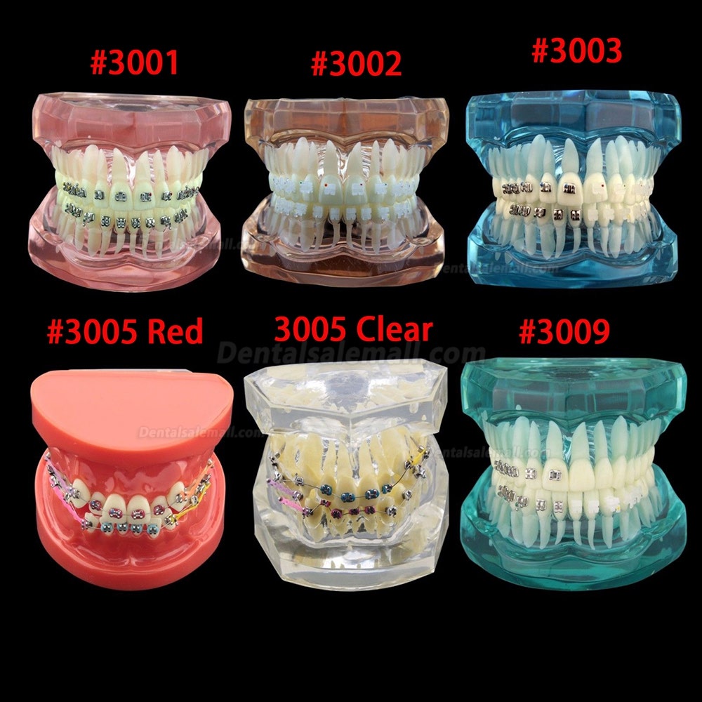Dental Orthodontic Treatment Demonstration Practice Teeth Model